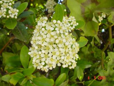 My Garden 004.jpg