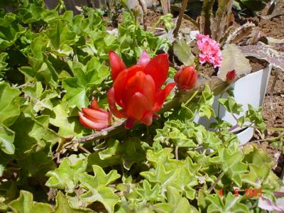 My Garden 005.jpg