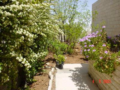 My Garden 006.jpg