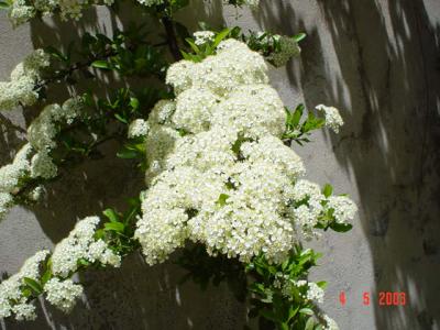 My Garden 007.jpg