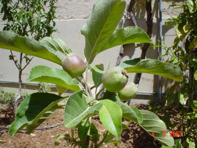 My Garden 010.jpg