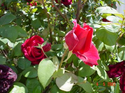 My Garden 014.jpg
