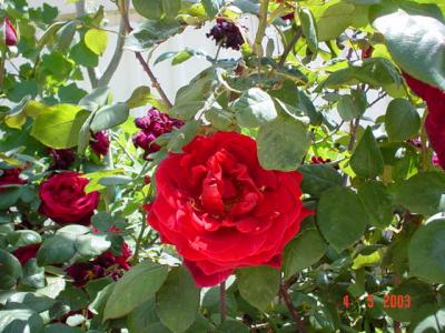 My Garden 015.jpg