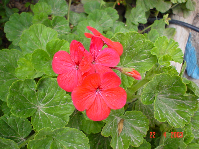 DSC00531.JPG