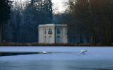 Munich - struggling swans at Schloss Nymphenburg
