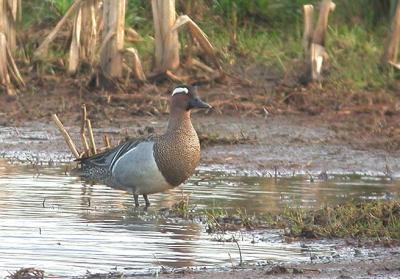 Garganey - Atlingand - Anas querquedula