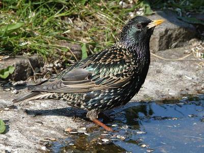 Starling at the bird bath- Str - Sturnus vulgaris
