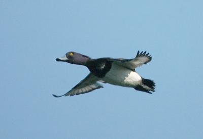 Tufted Duck - Troldand - Aythya fuligula