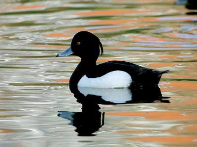 Tufted Duck - Troldand - Aythya fuligula