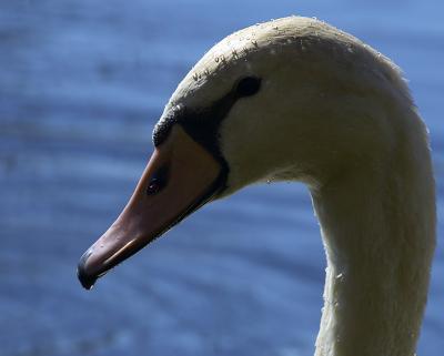 Swan portrait 1