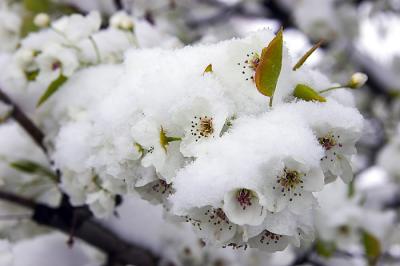 Blossom and snow 3