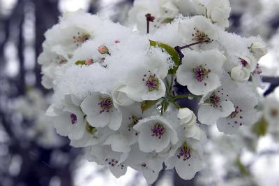 Blossom and snow 4