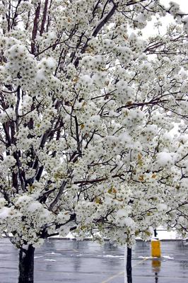 Blossom and snow 5