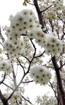 Blossom and snow 6