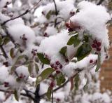 Blossom and snow 1