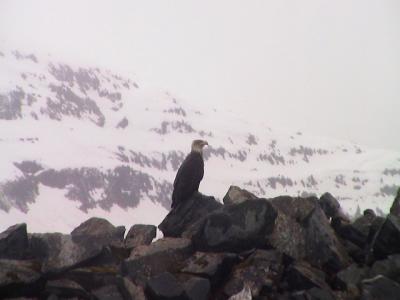 Bald Eagle at Whittier!