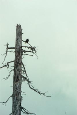 Eagle in Seward