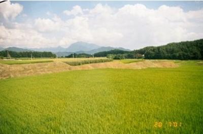 Yamanashi rice fields