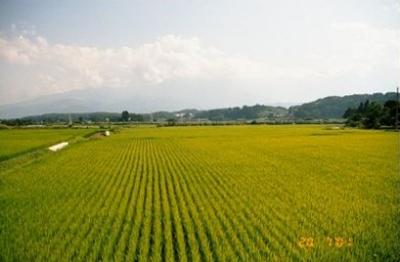 Nagasaka rice