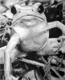 Frog In the Grass - Pencil