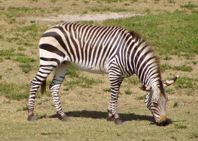 zebra.jpg
