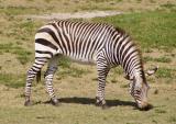 zebra.jpg