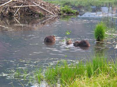 BeaverFamily.jpg