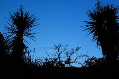 cactus-moon.jpg