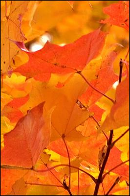 CRW_0163_a.jpg