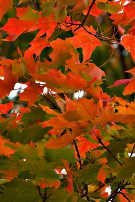 CRW_0175.jpg