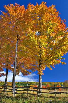 CRW_0040.jpg