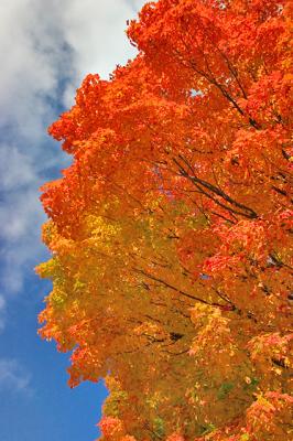 CRW_0050.jpg
