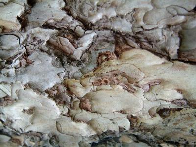 u13/andydunn/medium/38630755.treebark.jpg