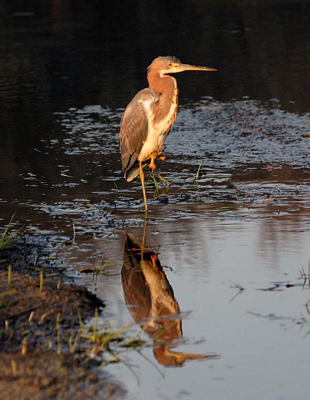 Herons Reflection