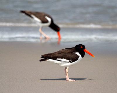 Oyster Catcher