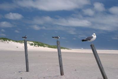 Gulls on post