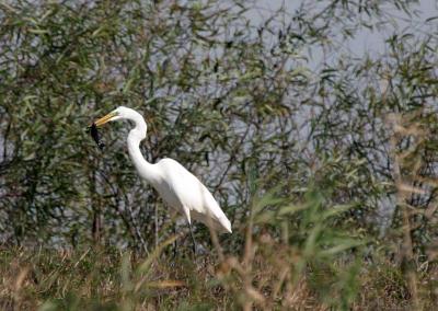 Egret with a fish