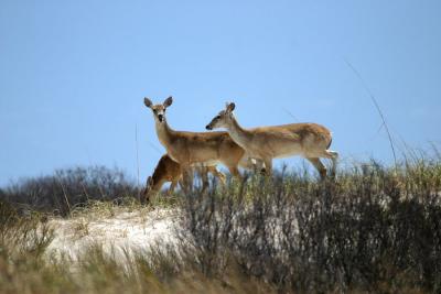 Deer North Carolina Outer Banks