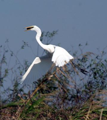 Egret Taking Off