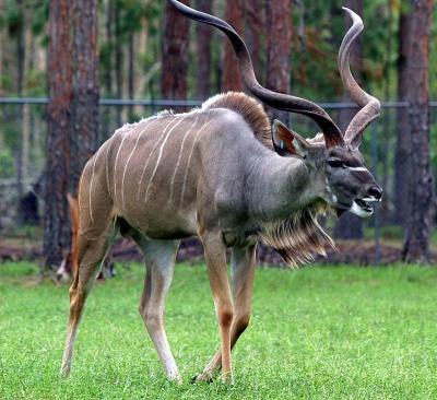 Greater Kudu (Lion Country Florida)