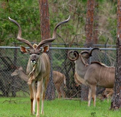 Greater Kudu (Lion Country Florida)