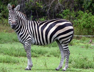Zebra (Lion Country Florida)