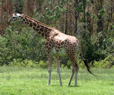 Giraffe (Lion Country Florida)