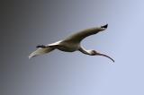 Ibis in flight