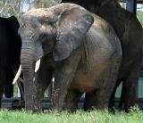 Elephant (Lion Country Florida)