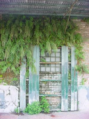 WarehouseFerns.jpg
