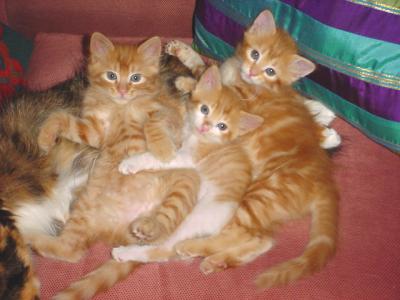 3TabbyKittens1.jpg