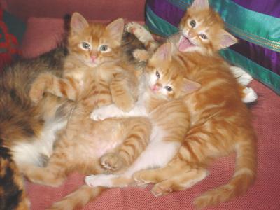 3TabbyKittens2.jpg