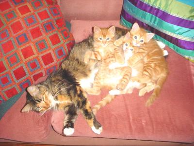 3TabbyKittens3.jpg