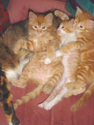 3TabbyKittens4.jpg